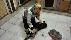 Tara wird gebürstet