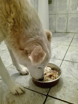 Coca beim Essen im Badezimmer