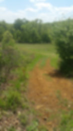 olt trail green