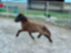 Piece Of Me Maxxximum Drop Trot