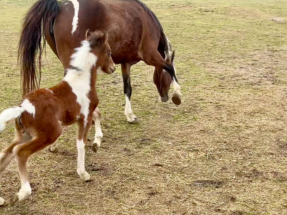 Piece Of Me Liberty Emoji Filly