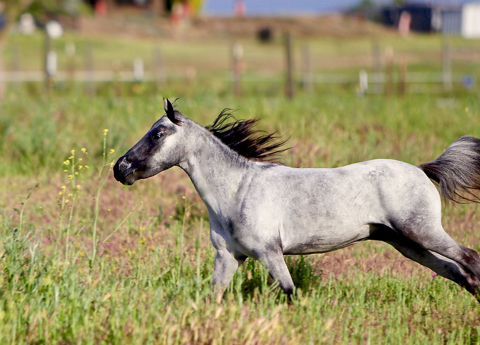 Mares | Pieceofmeminiatures Mares | Pieceofmeminiatures