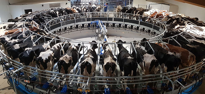 Roto DeLaval installé par Mayenne Elevage Service