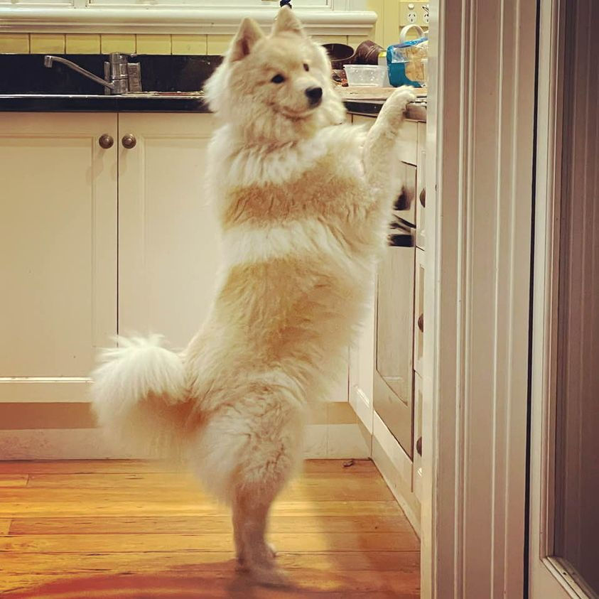 Freya standing.jpg