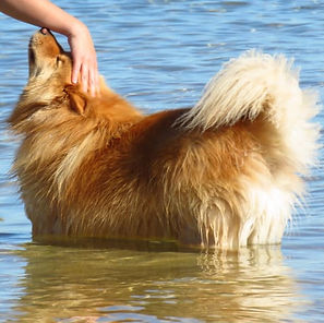 finn at beach_edited.jpg