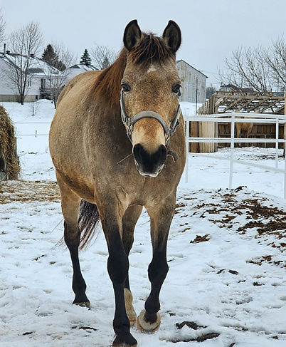 Cheval robe Isabelle