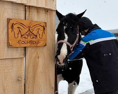Équi-Sens Don Parrainer un cheval thérapeutique