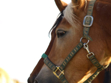 chevaux qui regarde au loin