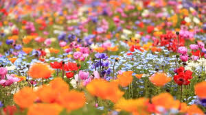 fleurs.jpeg