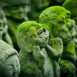 tree-grass-plant-leaf-moss-travel-137486