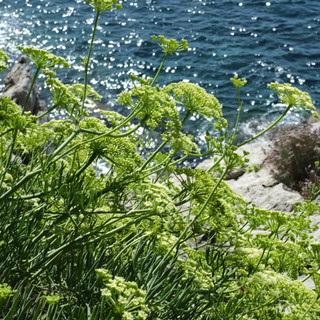 DSCF4175.JPG