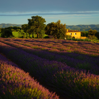 landscape-nature-grass-plant-field-farm-