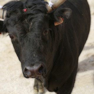 animal-horn-cow-cattle-mammal-black-6121