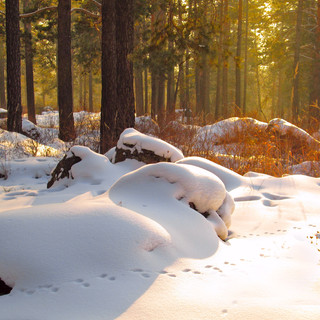 landscape-tree-nature-forest-snow-cold-5