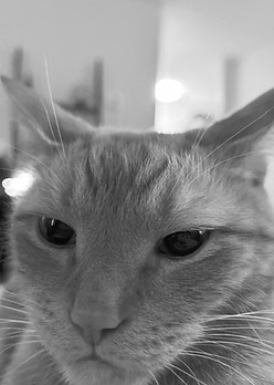 Kirby_Roofing Catsultant_edited.jpg