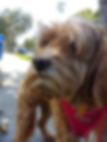gertie copy.jpg