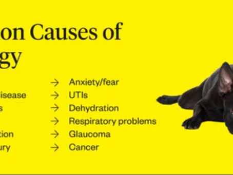 🚨 The New Flea & Tick Injection for Dogs: Why This Should Concern Every Dog Owner 