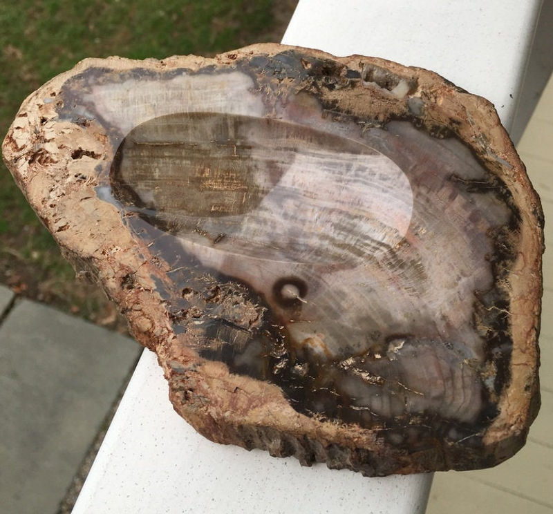 Thumbnail: 6.75" Agatized, Fossilized, Petrified Wood Bowl - Strong Earth Energy