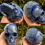 Miniatura: Large Banded Blue Aventurine Skull, Psychic Ability, Automatic Writing Crystal