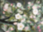 Apple Blossoms