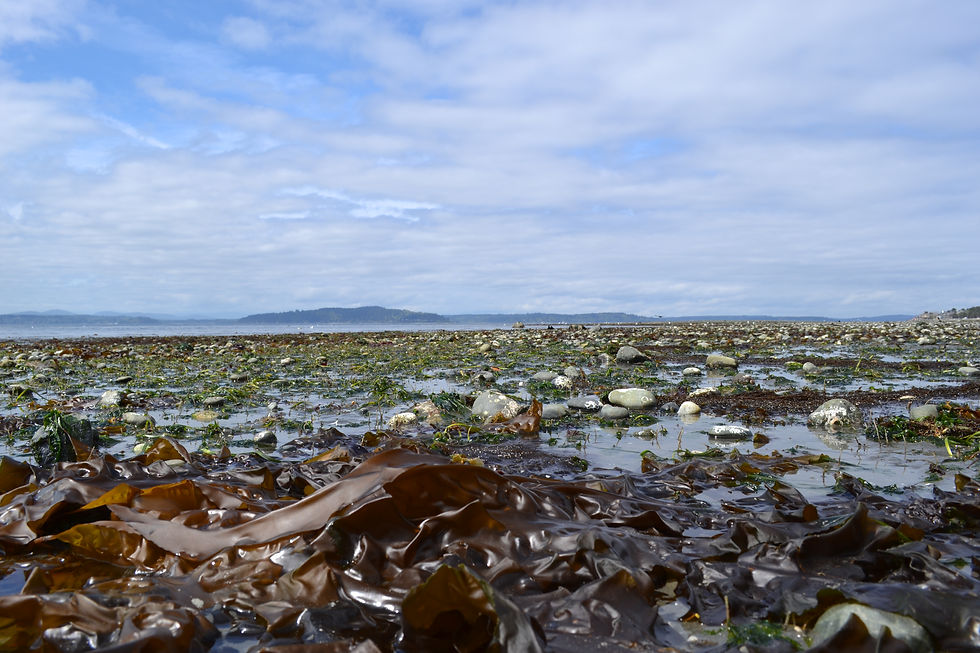 Alki Beach.JPG