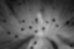 full-frame-shot-flowering-plant-monochrome.jpg