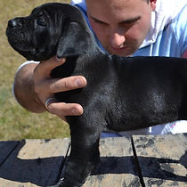 Filhotes Cane Corso Italiano Preço Venda