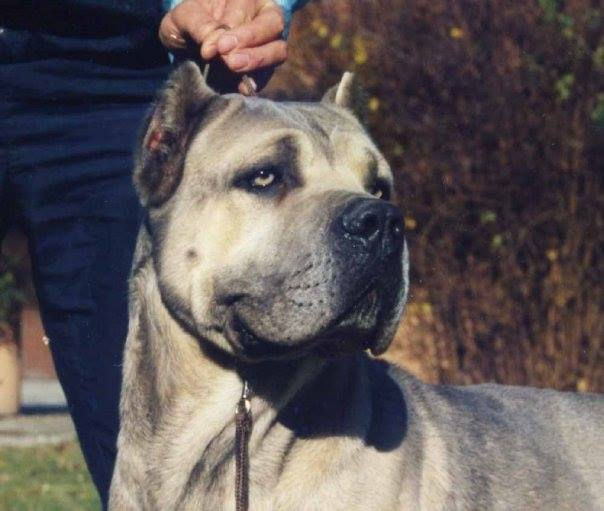 Rubens Cane Corso