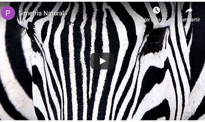 simetria naturaleza.JPG