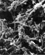fna | Direct Diagnostics
