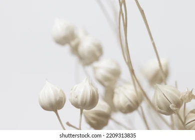 fondécranfleurssechees.webp