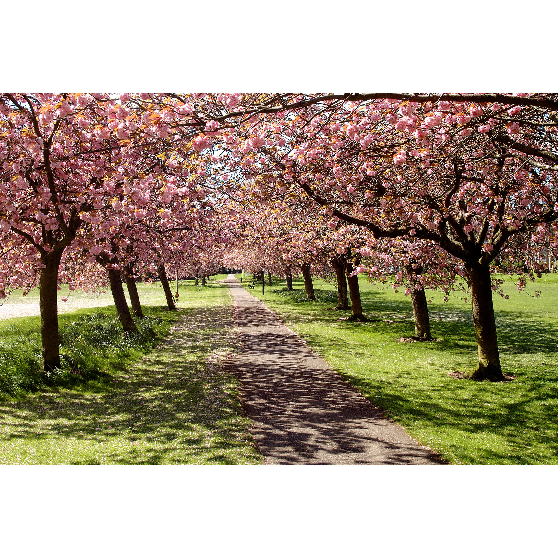 Cherry Tree Walk - Harrogate