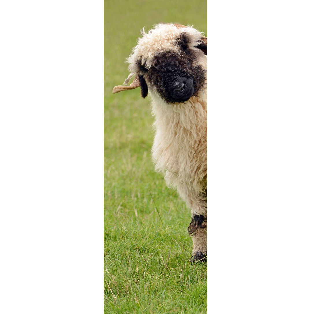 Peeking Swiss Valais Blacknose