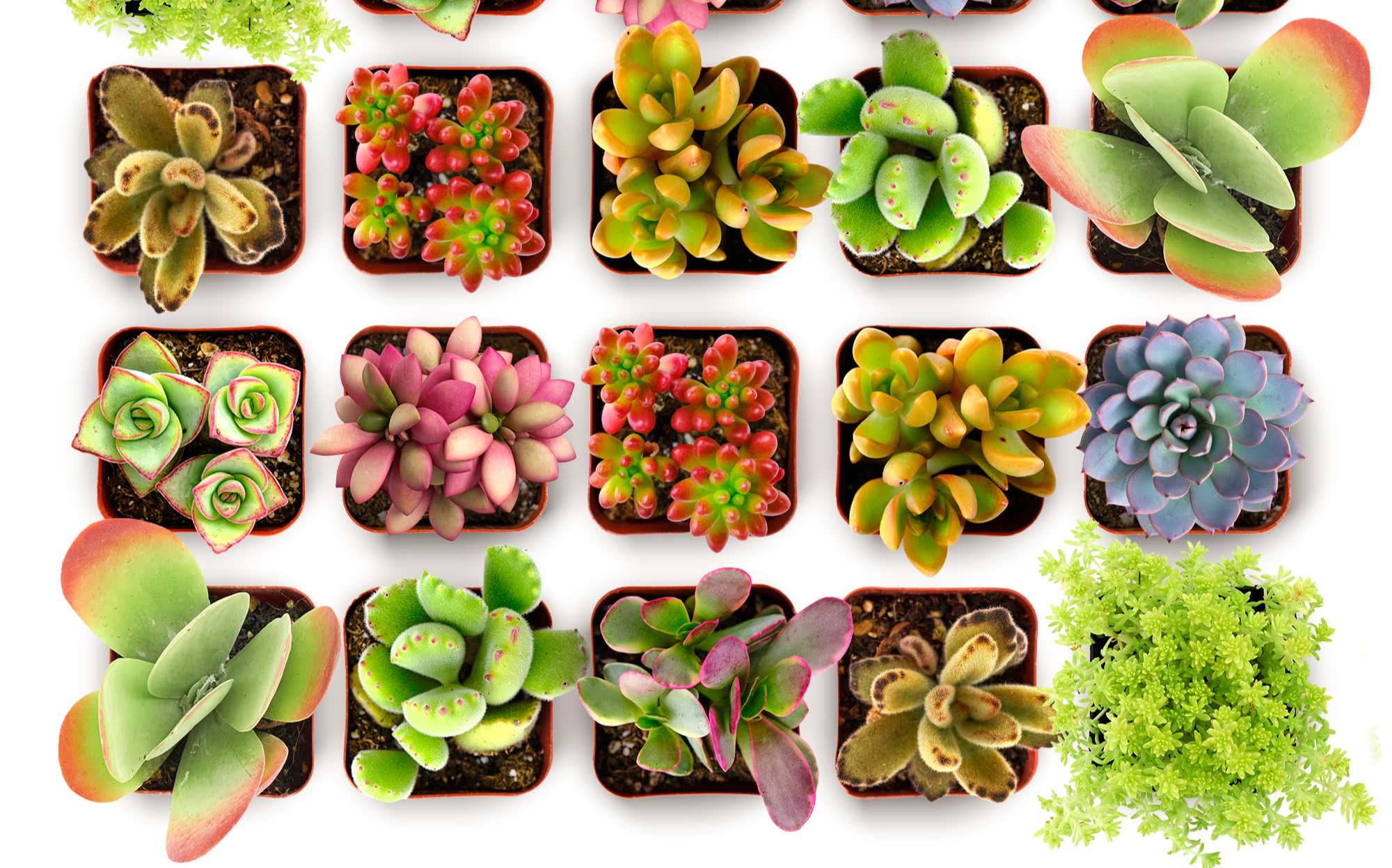 A retailer cannot just identify a popular plant abroad, place an order and incorporate it into its Amazon catalogue 