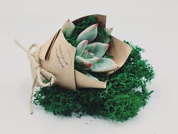 Marturii Happy Terrarium