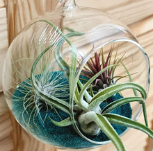 terariu plante aerine