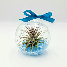 plante aeriene