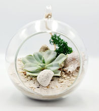 Terariu Glob cu plante suculente
