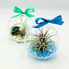 air plants