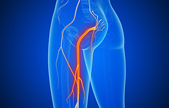 Horizon Wellness - Chiro Image - Sciatica2.jpg