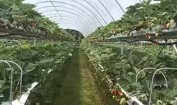 Berry Growers Are Bouncing Back: How Nanobubbles Help Improve Strawberry Yields