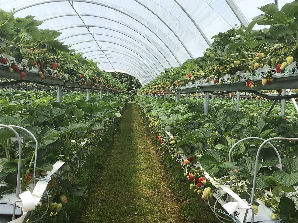 Windermere Farm, Whanganui