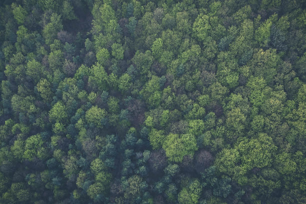 pexels-markusspiske-113338.jpg
