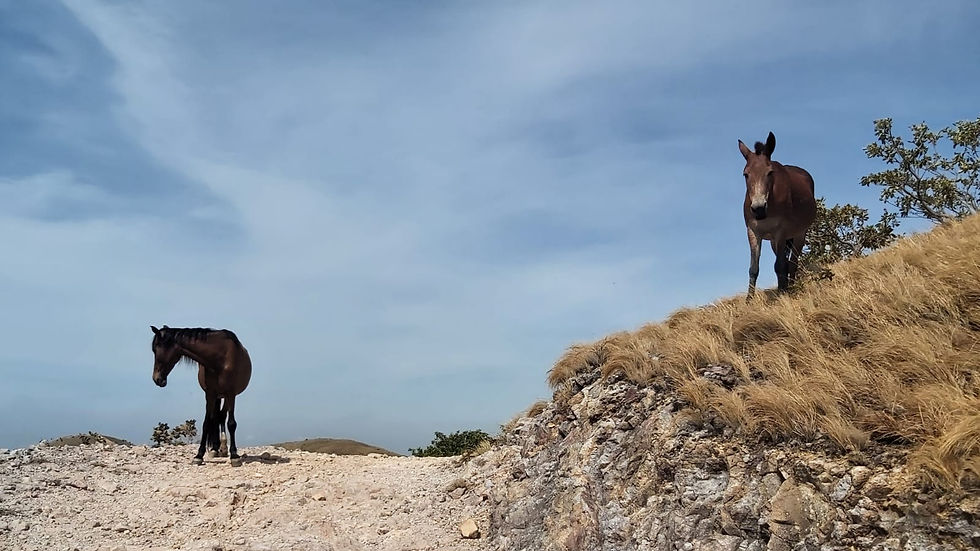 Horses in Cerro Pelado Costa Rica