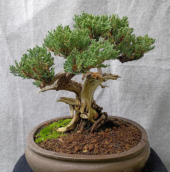 Blue Chip Juniper
