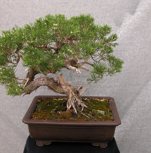 Buffalo Juniper