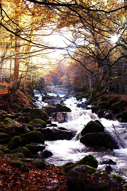 accrobranche-2_edited.jpg