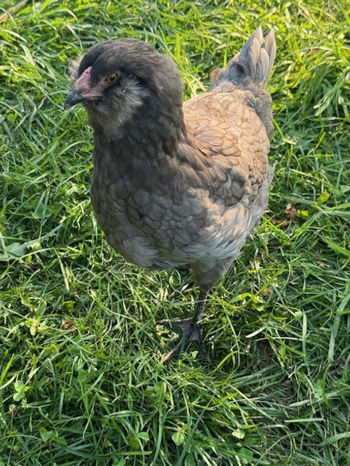 Olive Egger1.jpg