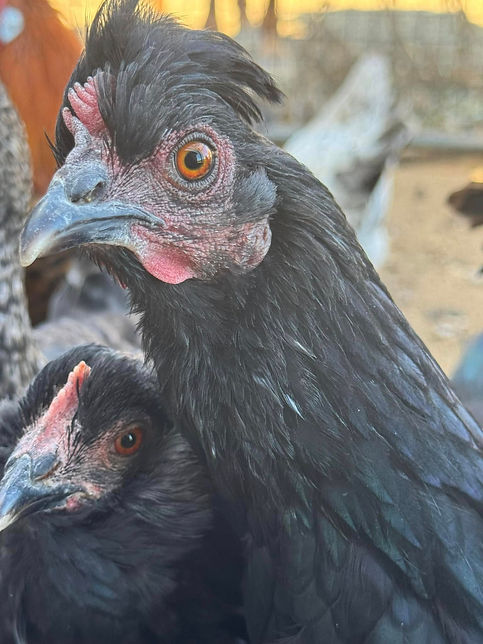 Rainbow Hen.jpg