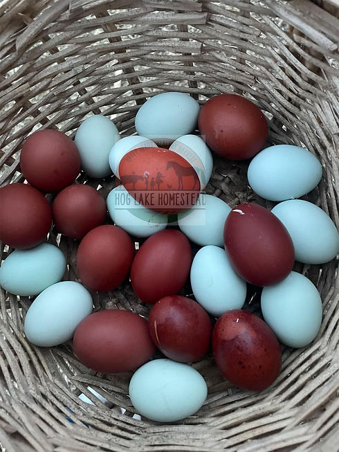 Basket of Eggs.jpg